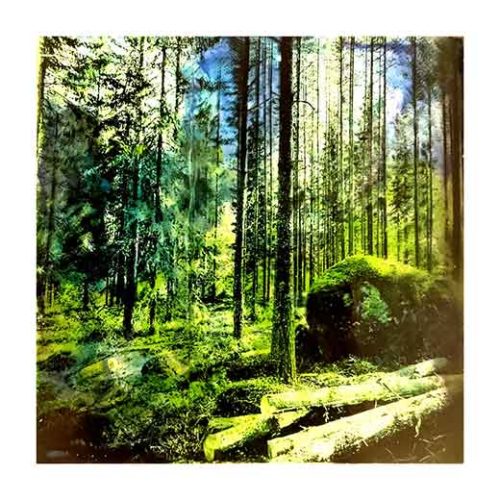 Forest 1 - Teppo Korte