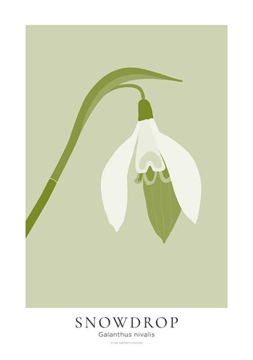 Snowdrop Flower - Stine Rødseth