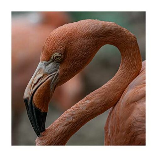 Flamingo of Curacao - Rune Lade