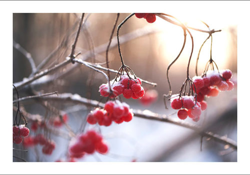 Winterberry