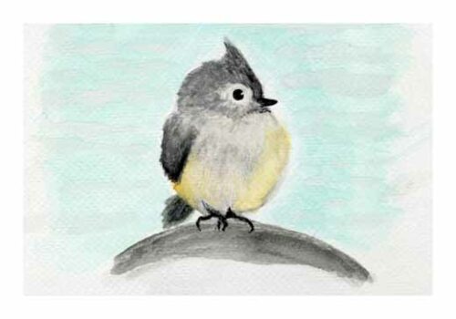Tufted Titmouse - Lillepensel