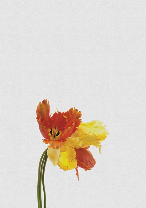 Tulip Still Life - Orara Studio