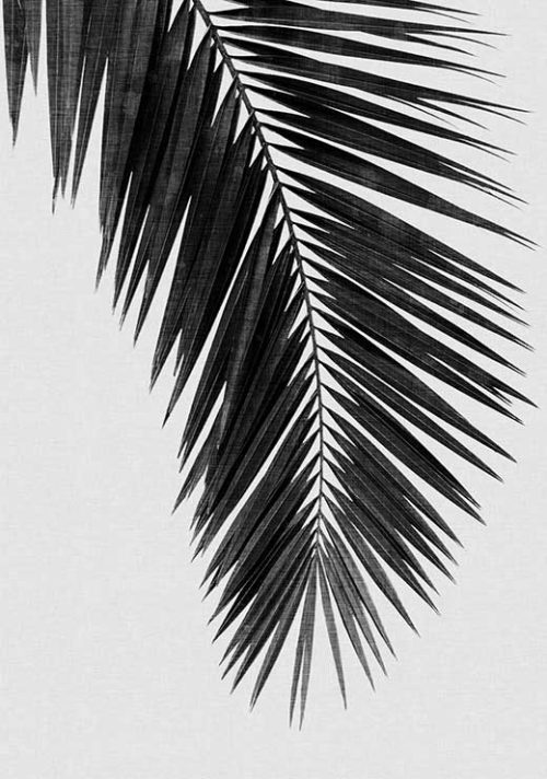 Palm Leaf Black and White - Orara Studio