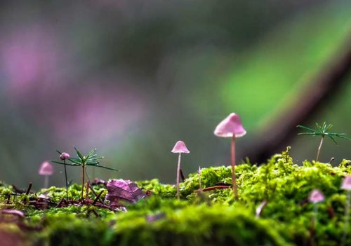Colourful Mushrooms - Amanda Petersen