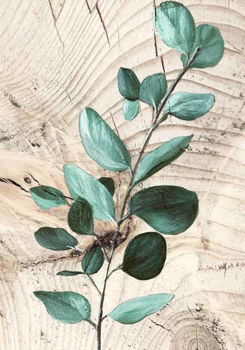 Eucalyptus - Amanda Petersen